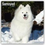 Samoyed - Samojeden 2024 - 16-Monatskalender