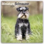 Miniature Schnauzer - Zwergschnauzer 2024 - 16-Monatskalender