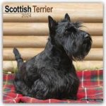 Scottish Terrier - Scottish Terrier 2024- 16-Monatskalender