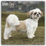 Shih Tzu 2024 - 16-Monatskalender