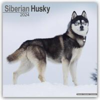 Siberian Husky - Sibirische Huskys 2024 - 16-Monatskalender
