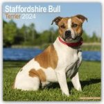 Staffordshire Bull Terrier - Staffordshire Bull Terrier 2024 - 16-Monatskalender