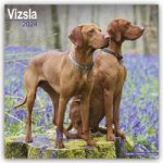 Vizsla - Ungarische Vorstehhunde 2024 - 16-Monatskalender