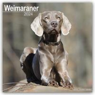 Weimaraner - Weimaraner 2024 - 16-Monatskalender