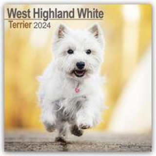 West Highland White Terrier - Westies 2024 - 16-Monatskalender
