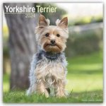 Yorkshire Terrier - Yorkshire Terrier 2024 16-Monatskalender