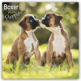Boxer Puppies - Boxer Welpen 2024 - 16-Monatskalender