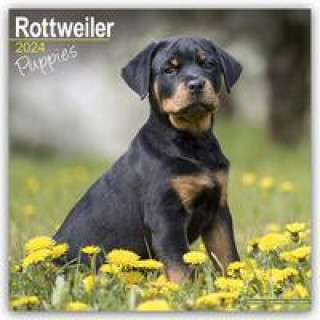 Rottweiler Puppies - Rottweiler Welpen 2024 - 16-Monatskalender