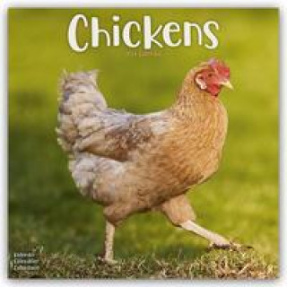 Chickens - Hühner 2024 - 16-Monatskalender