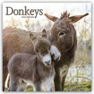 Donkeys - Esel 2024 - 16-Monatskalender