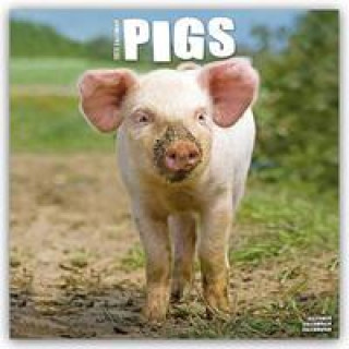 Pigs - Schweine 2024 - 16-Monatskalender