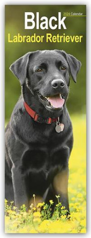 Black Labrador Retriever - Schwarze Labrador Retriever 2024