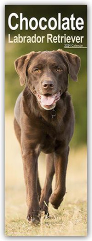 Chocolate Labrador Retriever - Schokoladenfarbene Labrador Retriever 2024
