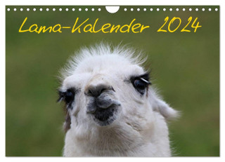 Lama-Kalender 2024 (Wandkalender 2024 DIN A4 quer), CALVENDO Monatskalender