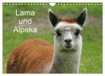 Lama und Alpaka (Wandkalender 2024 DIN A4 quer), CALVENDO Monatskalender