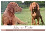 Magyar Vizsla - Vielseitiger Jagdhund mit Familienanschluss (Wandkalender 2024 DIN A4 quer), CALVENDO Monatskalender