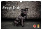Urban Dogs - Hundekalender der anderen Art (Wandkalender 2024 DIN A4 quer), CALVENDO Monatskalender