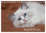 Ragdoll Kitten (Tischkalender 2024 DIN A5 quer), CALVENDO Monatskalender
