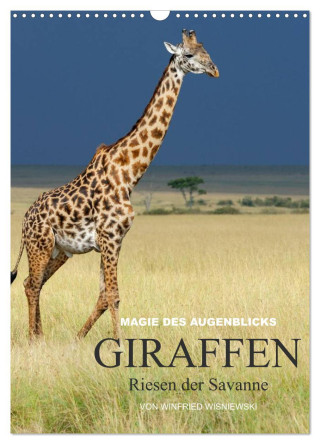 Magie des Augenblicks - Giraffen - Riesen der Savanne (Wandkalender 2024 DIN A3 hoch), CALVENDO Monatskalender