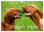 Magyar Vizsla (Wandkalender 2024 DIN A4 quer), CALVENDO Monatskalender