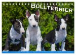 Bullterrier (Tischkalender 2024 DIN A5 quer), CALVENDO Monatskalender