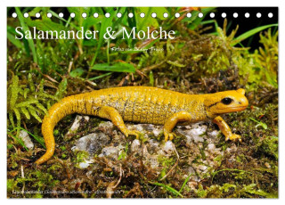 Salamander und Molche (Tischkalender 2024 DIN A5 quer), CALVENDO Monatskalender