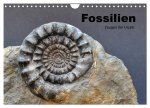 Fossilien - Zeugen der Urzeit (Wandkalender 2024 DIN A4 quer), CALVENDO Monatskalender