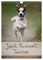 Jack Russell Terrier (Wandkalender 2024 DIN A4 hoch), CALVENDO Monatskalender