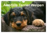 Airedale Terrier Welpen (Wandkalender 2024 DIN A4 quer), CALVENDO Monatskalender