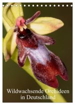 Wildwachsende Orchideen in Deutschland (Tischkalender 2024 DIN A5 hoch), CALVENDO Monatskalender