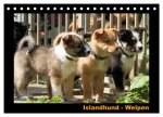 Islandhund - Welpen / CH-Version (Tischkalender 2024 DIN A5 quer), CALVENDO Monatskalender