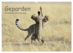 Geparden - Afrikas grazile Katzen (Wandkalender 2024 DIN A2 quer), CALVENDO Monatskalender