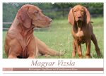 Magyar Vizsla - Vielseitiger Jagdhund mit Familienanschluss (Wandkalender 2024 DIN A2 quer), CALVENDO Monatskalender