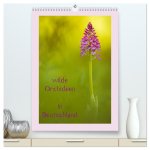 wilde Orchideen in Deutschland (hochwertiger Premium Wandkalender 2024 DIN A2 hoch), Kunstdruck in Hochglanz