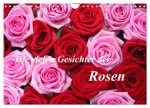 Die vielen Gesichter der Rosen (Wandkalender 2024 DIN A4 quer), CALVENDO Monatskalender