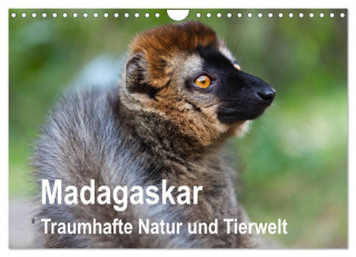 Madagaskar. Traumhafte Natur und Tierwelt (Wandkalender 2024 DIN A4 quer), CALVENDO Monatskalender