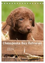 Chesapeake Bay Retriever 2024 (Tischkalender 2024 DIN A5 hoch), CALVENDO Monatskalender