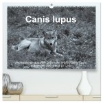 Canis lupus (hochwertiger Premium Wandkalender 2024 DIN A2 quer), Kunstdruck in Hochglanz