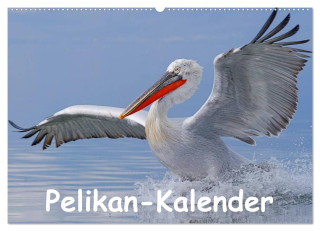 Pelikan-Kalender (Wandkalender 2024 DIN A2 quer), CALVENDO Monatskalender