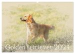 Golden Retriever 2024 (Wandkalender 2024 DIN A2 quer), CALVENDO Monatskalender
