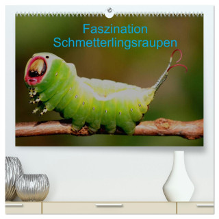 Faszination Schmetterlingsraupen (hochwertiger Premium Wandkalender 2024 DIN A2 quer), Kunstdruck in Hochglanz