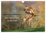 Belgischer Schäferhund - Der Malinois in Action (Wandkalender 2024 DIN A4 quer), CALVENDO Monatskalender