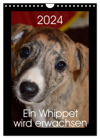 Ein Whippet wird erwachsen (Wandkalender 2024 DIN A4 hoch), CALVENDO Monatskalender