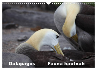 Galapagos. Fauna hautnah (Wandkalender 2024 DIN A3 quer), CALVENDO Monatskalender