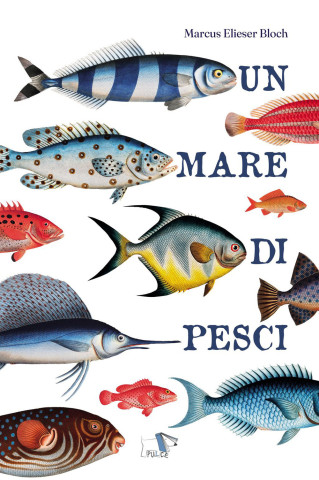 mare di pesci