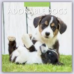 Adorable Dogs - Liebenswerte Hunde 2024 - 16-Monatskalender