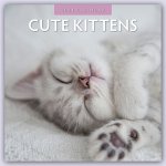 Cute Kittens - Niedliche Kätzchen 2024 - 16-Monatskalender