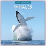 Whales - Wale 2024 - 16-Monatskalender