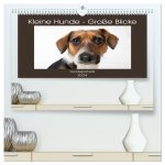 Kleine Hunde - Große Blicke (hochwertiger Premium Wandkalender 2024 DIN A2 quer), Kunstdruck in Hochglanz
