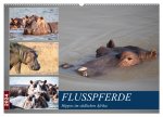 Hippos im südlichen Afrika (Wandkalender 2024 DIN A2 quer), CALVENDO Monatskalender